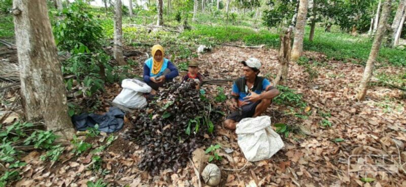 Bertani Jengkol